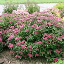 Double Play® Red Spirea 4 Double Play® Red Spirea -Great Garden Plants Shop Spiraea Double Play Red 5 P sw