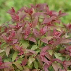 Double Play® Red Spirea 5 Double Play® Red Spirea -Great Garden Plants Shop Spiraea Double Play Red 6 P sw