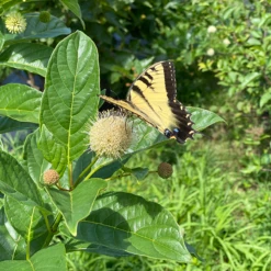 Sugar Shack® Buttonbush -Great Garden Plants Shop SugarShackFlowers3