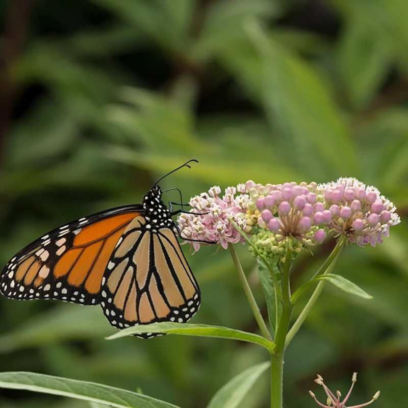 'Cinderella' Swamp Milkweed 'Cinderella' Swamp Milkweed -Great Garden Plants Shop Swampmilkweedinthegarden