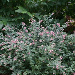 Proud Berry® Coralberry -Great Garden Plants Shop Symphoricarpos Proud Berry 3