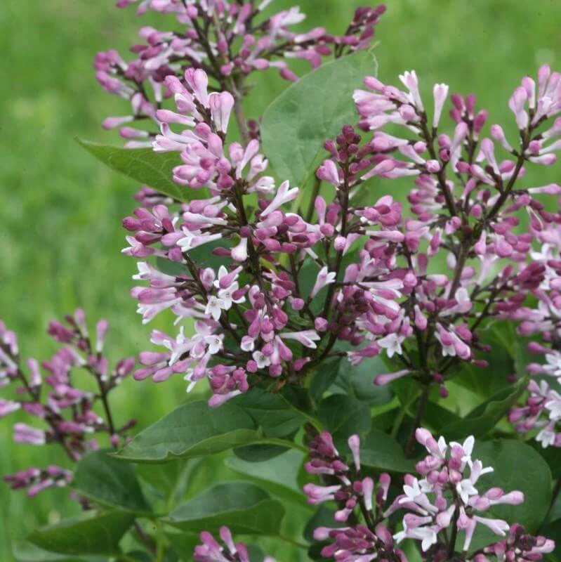 Baby Kim® Lilac Baby Kim® Lilac -Great Garden Plants Shop Syringa Baby Kim 1 11c8a80d 7d9c 4fe0 aa97 0dc641a7fca0 sw