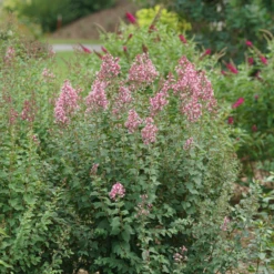 Bloomerang Ballet™ Lilac -Great Garden Plants Shop SyringaBloomerangBalletDSC09297 800x800 17c1303