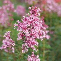 Bloomerang Ballet™ Lilac -Great Garden Plants Shop SyringaBloomerangBalletP1228473 800x800 fbfc2eb