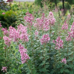 Bloomerang Ballet™ Lilac -Great Garden Plants Shop SyringaBloomerangBalletP1228477 800x800 7aa93c2