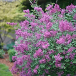 Bloomerang® Dark Purple Reblooming Lilac