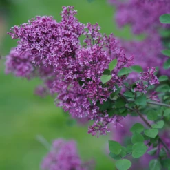 Bloomerang® Dark Purple Reblooming Lilac -Great Garden Plants Shop SyringaBloomerangDarkPurpleDSC03180 800x800 64476ad
