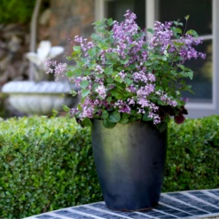 Bloomerang® Dark Purple Reblooming Lilac -Great Garden Plants Shop SyringaBloomerangDarkPurpleIMG 8948 800x800 b73a99c
