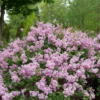 Bloomerang® Purpink™ Lilac