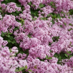Bloomerang® Purpink™ Lilac -Great Garden Plants Shop SyringaBloomerangPurpinkP1173775 1080x1080 2bc730b 8740d8cd fcf7 4039 8c7c dec9ed16072e