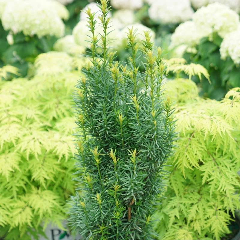 Stonehenge Skinny® Yew Stonehenge Skinny® Yew -Great Garden Plants Shop TaxusStonehengeSkinnyDSC00077 800x800 01d2072
