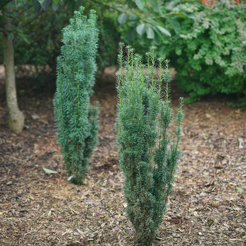 Stonehenge Skinny® Yew Stonehenge Skinny® Yew -Great Garden Plants Shop TaxusStonehengeSkinnyDSC03289 800x800 f049494