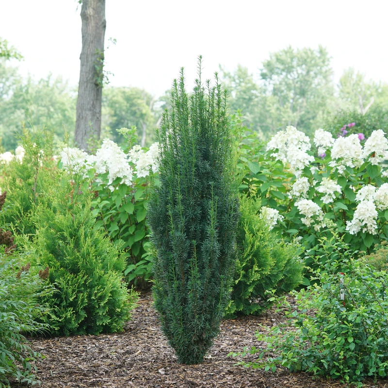 Stonehenge Skinny® Yew Stonehenge Skinny® Yew -Great Garden Plants Shop TaxusStonehengeSkinnyDSC08390 800x800 e03bd93