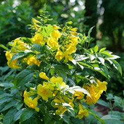 Chicklet™ Gold Trumpet Bush -Great Garden Plants Shop TecomaChickletGoldP1072176 800x800 ee6a705