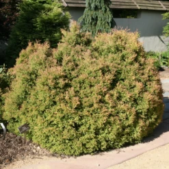Fire Chief™ Arborvitae -Great Garden Plants Shop ThujaFireChiefIMG 4007 1000x1000 042b281