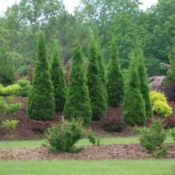 North Pole® Arborvitae 3 North Pole® Arborvitae -Great Garden Plants Shop ThujaNorthPoleIMG 9727 800x800 614acb6