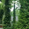 Sting™ Arborvitae