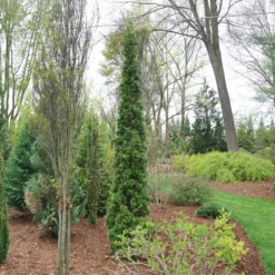 Sting™ Arborvitae -Great Garden Plants Shop ThujaStingDSC08025 800x800 53ffe22