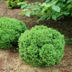 Tater Tot® Arborvitae -Great Garden Plants Shop ThujaTaterTotDSC00762 800x800 a05e054