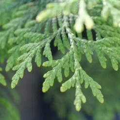 Full Speed A Hedge® 'American Pillar' Arborvitae -Great Garden Plants Shop Thuja American Pillar 10 P sw