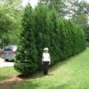 Full Speed A Hedge® 'American Pillar' Arborvitae