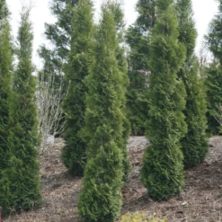 Full Speed A Hedge® 'Thin Man' Arborvitae -Great Garden Plants Shop ThujaoccidentalisThinManIMG 1635 800x800 fdbdd36