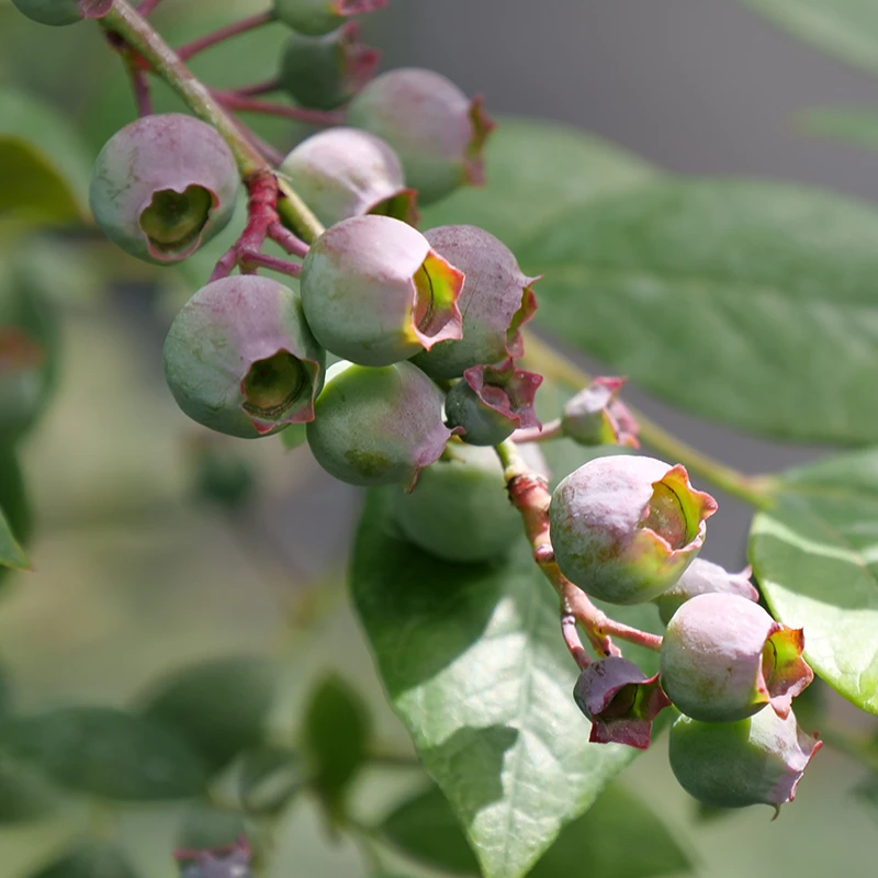 'Legacy' Blueberry 'Legacy' Blueberry -Great Garden Plants Shop Vaccinium Legacy P1060662