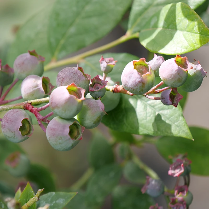 'Legacy' Blueberry 'Legacy' Blueberry -Great Garden Plants Shop Vaccinium Legacy P1060663
