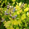 Sky Dew™ Gold Vaccinium
