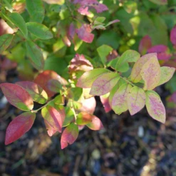 Sky Dew™ Gold Vaccinium -Great Garden Plants Shop VacciniumSkyDewGoldP1106254 800x800 75523be