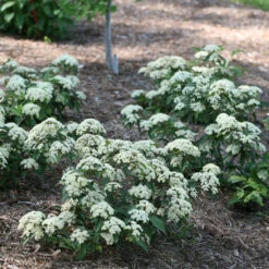 Lil Ditty® Dwarf Viburnum 2 Lil Ditty® Dwarf Viburnum -Great Garden Plants Shop Viburnum Lil Ditty 3 P