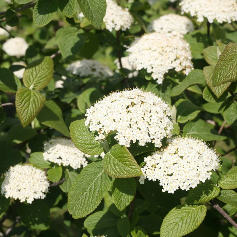 Red Balloon® Lantanaphyllum Viburnum Red Balloon® Lantanaphyllum Viburnum -Great Garden Plants Shop Viburnum Red Balloon 1