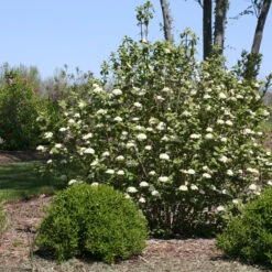 Red Balloon® Lantanaphyllum Viburnum 2 Red Balloon® Lantanaphyllum Viburnum -Great Garden Plants Shop Viburnum Red Balloon 2