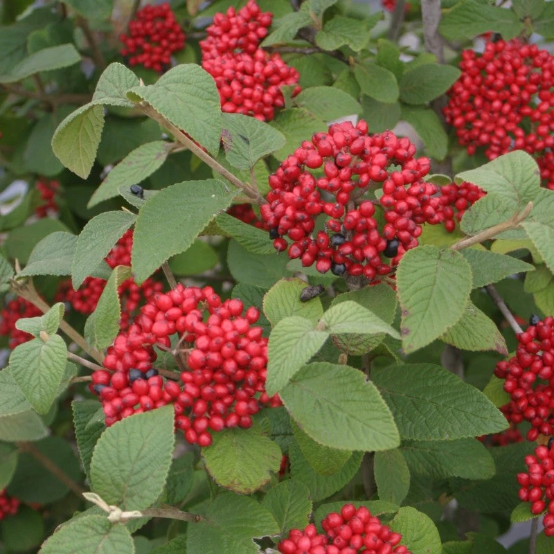 Red Balloon® Lantanaphyllum Viburnum Red Balloon® Lantanaphyllum Viburnum -Great Garden Plants Shop Viburnum Red Balloon 3