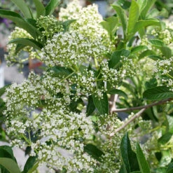 Yardline™ Viburnum -Great Garden Plants Shop Viburnum Yardline P1225522b