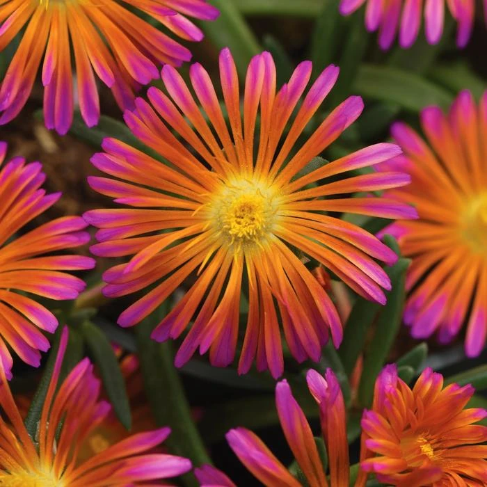 Ocean Sunset™ Orange Glow Ice Plant Ocean Sunset™ Orange Glow Ice Plant -Great Garden Plants Shop WEB 186147
