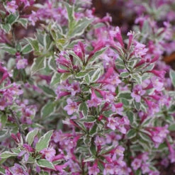 My Monet Purple Effect® Weigela 2 My Monet Purple Effect® Weigela -Great Garden Plants Shop Weigela My Monet Purple Effect 3 P