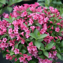 SnippetĀ® Dark Pink Weigela