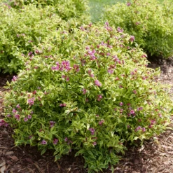 Bubbly Wine™ Weigela -Great Garden Plants Shop WeigelaBubblyWineP1184122 1080x1080 de52f29