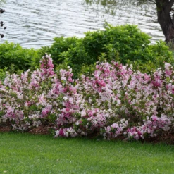 Czechmark Trilogy® Weigela 2 Czechmark Trilogy® Weigela -Great Garden Plants Shop WeigelaCzechmarkTrilogyP1060922 800x800 2a9d56d