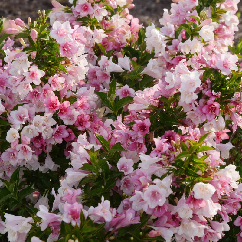 Czechmark Trilogy® Weigela Czechmark Trilogy® Weigela -Great Garden Plants Shop WeigelaCzechmarkTrilogyP2530071 800x800 859738a