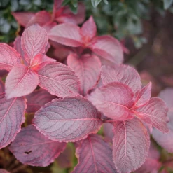 Midnight Sun™ Weigela -Great Garden Plants Shop WeigelaMidnightSunP1117997 1080x1080 d3163c7