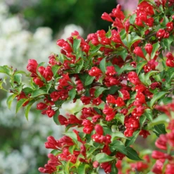 Sonic Bloom® Red Weigela -Great Garden Plants Shop WeigelaSonicBloomRedDSC01971 800x800 7cb4b78