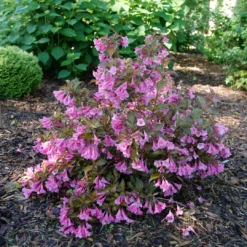 Sonic Bloom Wine™ Weigela 2 Sonic Bloom Wine™ Weigela -Great Garden Plants Shop WeigelaSonicBloomWineP1194940 1080x1080 4e2be0d