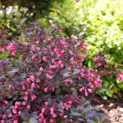 Very Fine Wine™ Weigela -Great Garden Plants Shop WeigelaVeryFineWineP1162632 800x800 7a32969