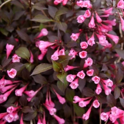 Very Fine Wine™ Weigela -Great Garden Plants Shop WeigelaVeryFineWineP1173290 800x800 2d50814