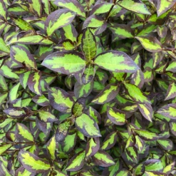 Vinho Verde® Weigela -Great Garden Plants Shop WeigelaVinhoVerdeIMG 1202 1080x1080 123ad77