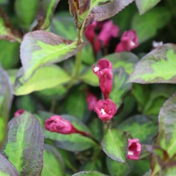 Vinho Verde® Weigela -Great Garden Plants Shop WeigelaVinhoVerdeIMG 1627 1080x1080 2d488f3