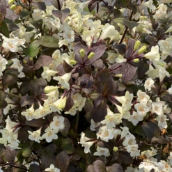 Wine & Spirits™ Weigela -Great Garden Plants Shop WeigelaWineSpiritsIMG 7142 1080x1080 8ecb085