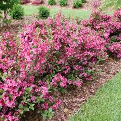 Sonic Bloom Punch™ Weigela -Great Garden Plants Shop Weigela Sonic Bloom Punch P1214256